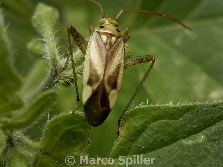 Adelphocoris lineolatus